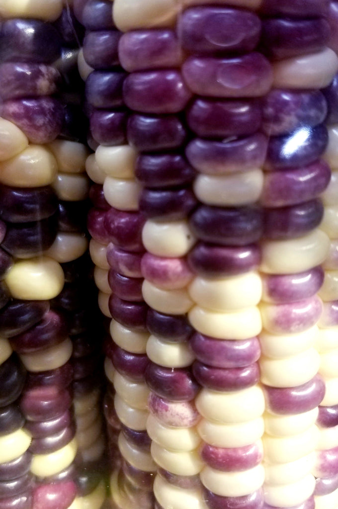 Vibrational Nutrition ~ Exploring the Energy of Wild Violet Sweet Corn