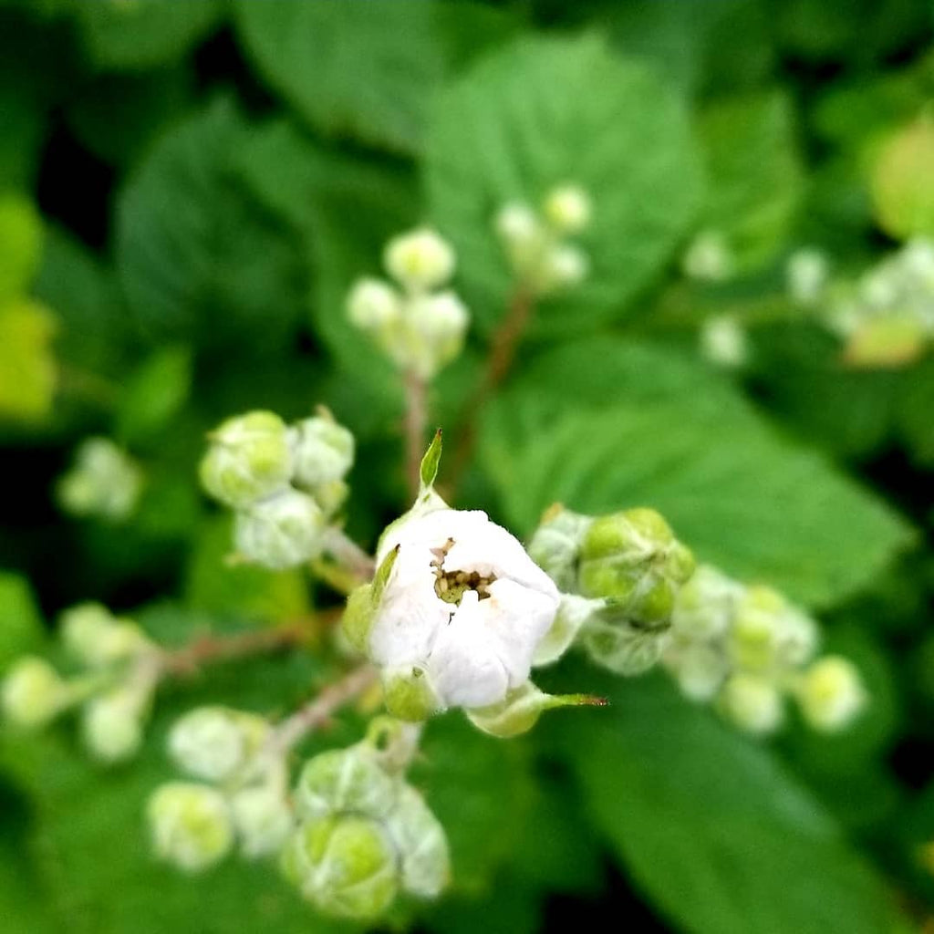 Himalayan Blackberry Flower Essence