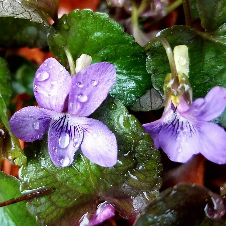 Violet Leaf Absolute Oil ~ Viola odorata (Organic)