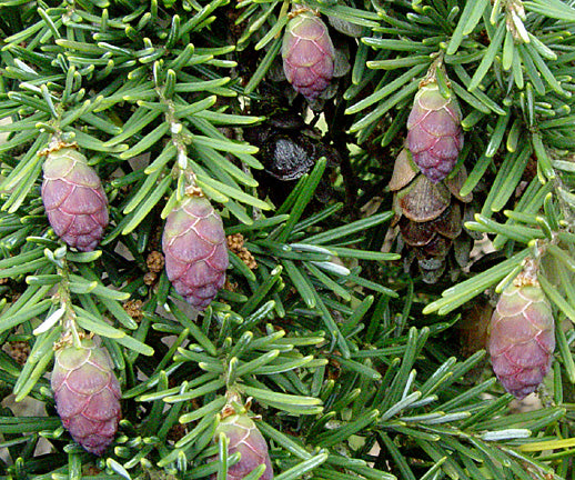 Vibrational Essence Hemlock Spruce (Great Spirit/Grandfather)