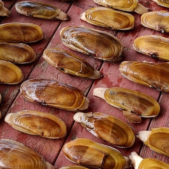 The Energy Signature of Razor Clam
