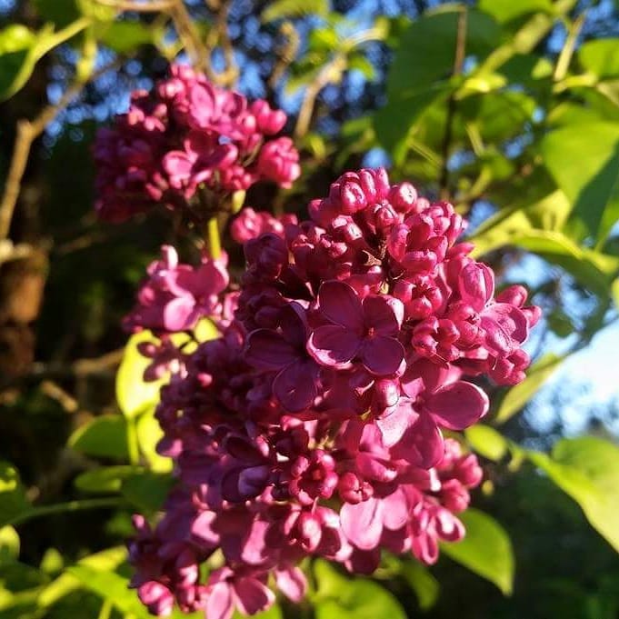 Lilac Absolute Oil ~ Syringia vulgaris L. (Organic)