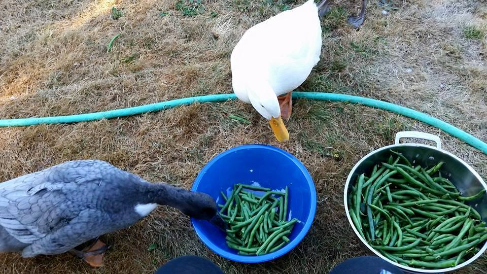 Whispering Winds Garden Vibrational Essence Collection! 35% Off Holiday Sale!