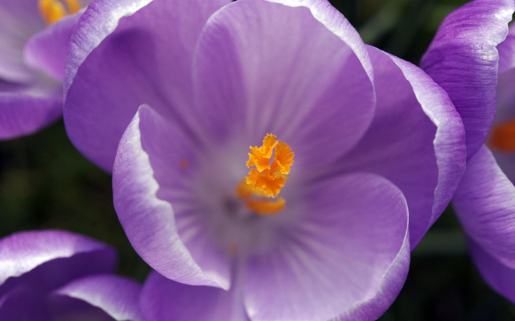 Inviting the Blessings of the Crocus Fairy into your Life