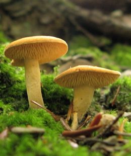 The Energetic & Physical Gifts of Hedgehog Mushrooms