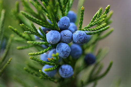 Juniper & Sage