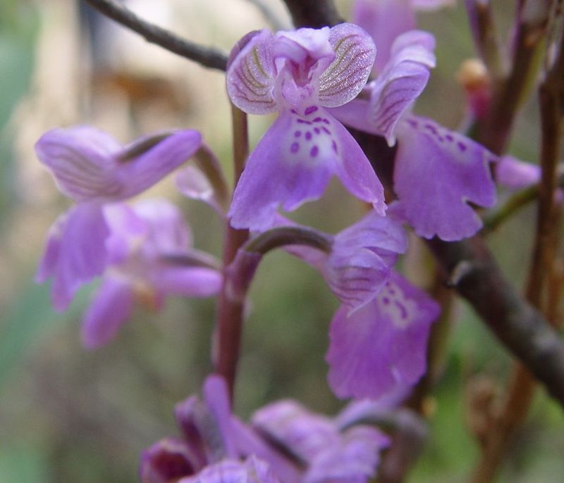 Macerated Orchid Oil ~ Anacamptis morio (L.)