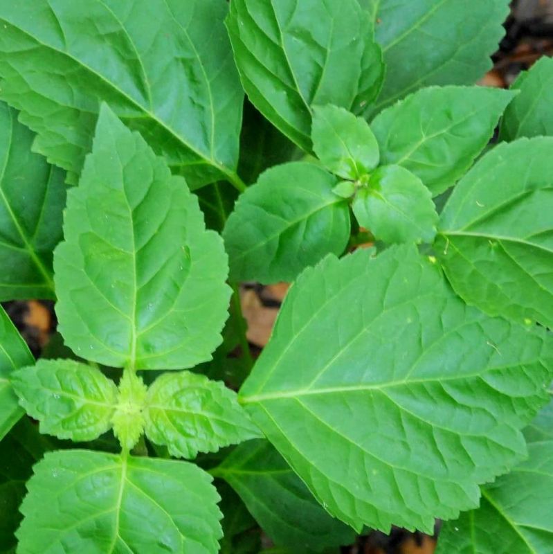 Organic Tulsi Essential Oil ~ Holy Basil