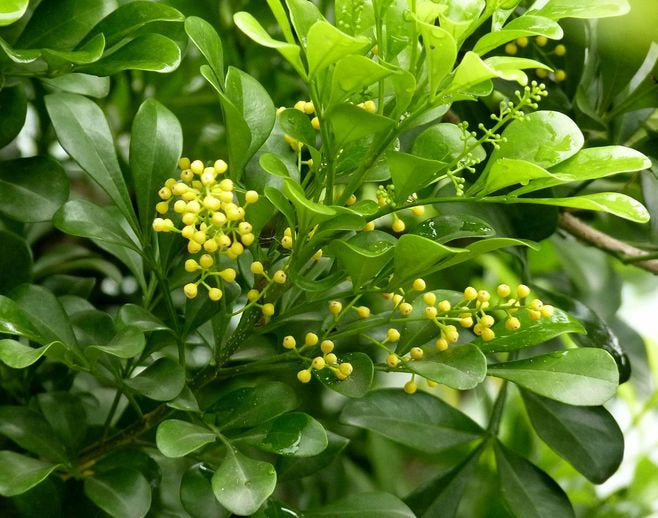 Aglaia Absolute  ~ Aglaia odorata Lour. (Organic)