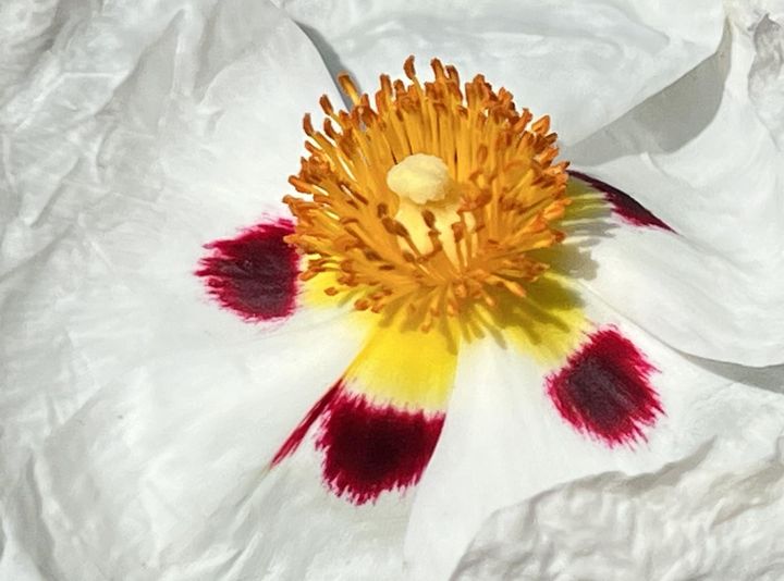 Labdanum Absolute ~ Cistus ladaniferus