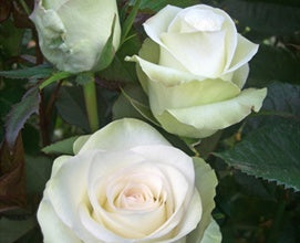 White Rose Otto Essential Oil ~ Rosa alba (Organic)