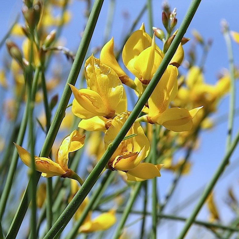 Genet/Spanish Broom Absolute Oil ~ Spartium junceum L. (Organic)