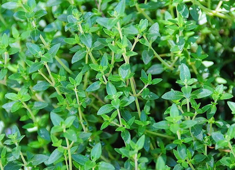 Thyme Red Essential Oil ~ Thymus vulgaris