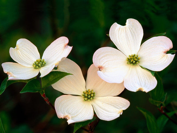 Dogwood Flower Essence