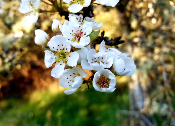 Apple Flower Essence