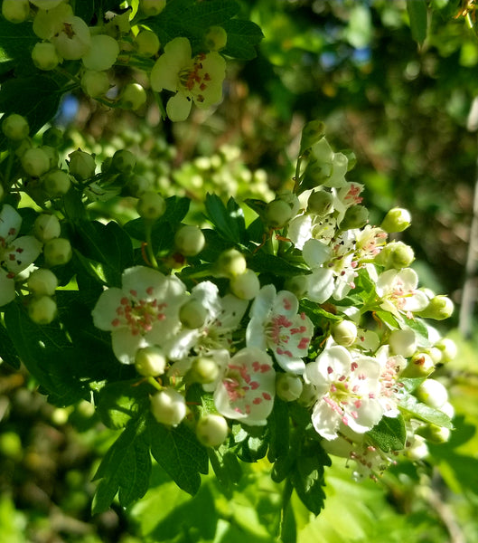 Hawthorn Tree (black type) Flower Essence