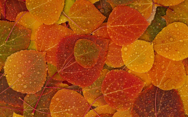 Vibrational Essences - Fall Leaves: Orange