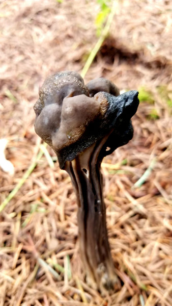 Elfin Saddle Mushroom Essence
