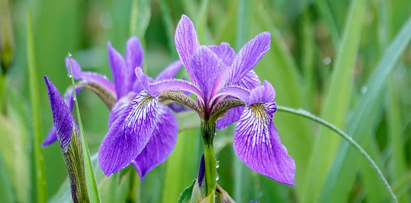 Iris Flower Essence Stabilized in Orris Root Elixir