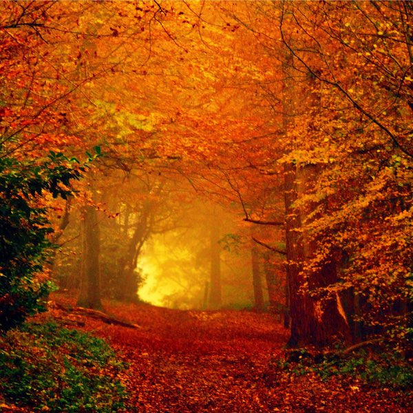Autumn Alchemy Vibrational Essence
