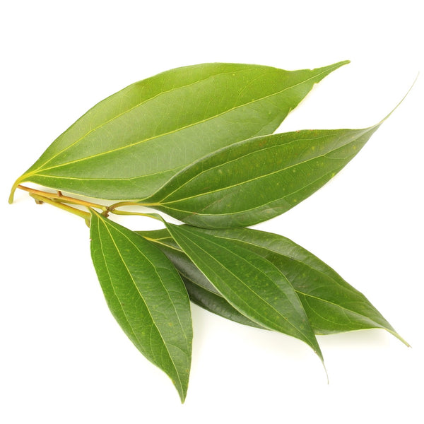 Cinnamon Leaf Essential Oil ~ Cinnamomum zeylanicum
