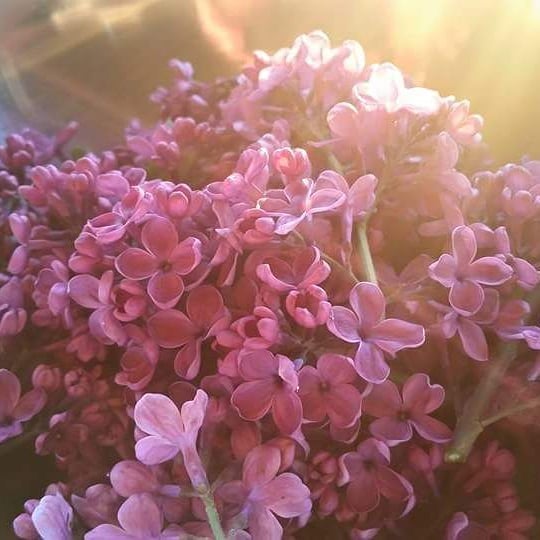 Lilac Flower Essence (Magenta)