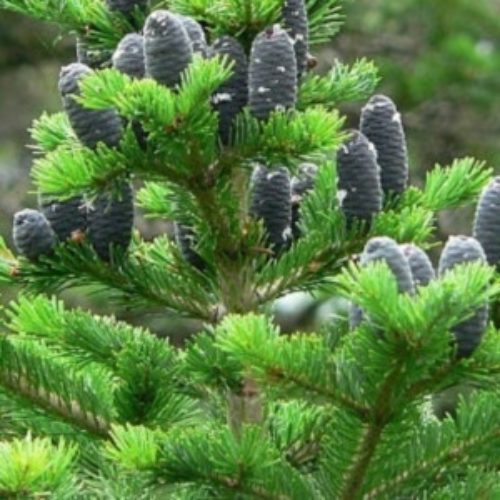 Siberian Fir Essential Oil ~ Abies sibirica