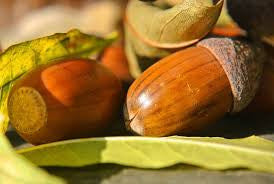 Acorn Vibrational Essence