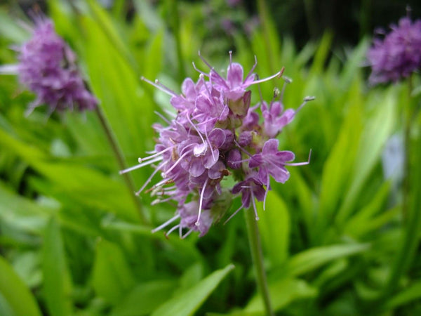 Red Spikenard - Nardostachys jatamansi  Essential Oil (Organic)