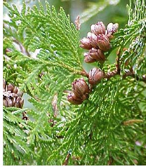 Eastern White Cedar Essential Oil ~ Thuja occidentalis (Organic)