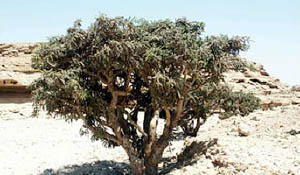 Frankincense Essential Oil ~ Boswellia sacra