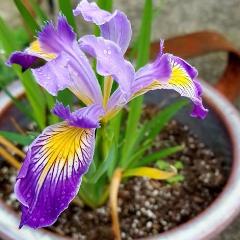 Iris Flower Essence
