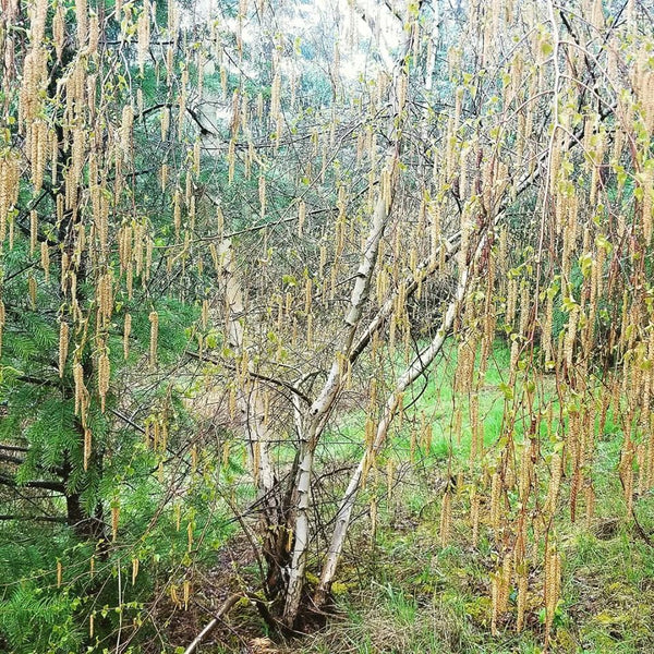 White Birch ~ Betula lenta L. Essential Oil