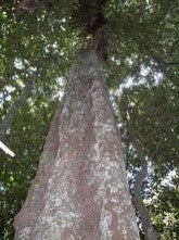 Massoia Tree Vibrational Essence