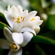 Neroli Essential Oil  - Citrus aurantium (Orange Blossoms)