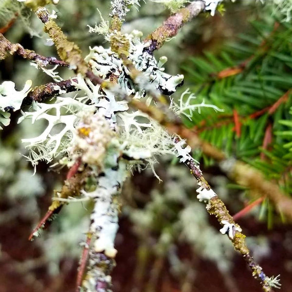 Oakmoss Absolute ~ Evernia prunastri lichen (Organic)