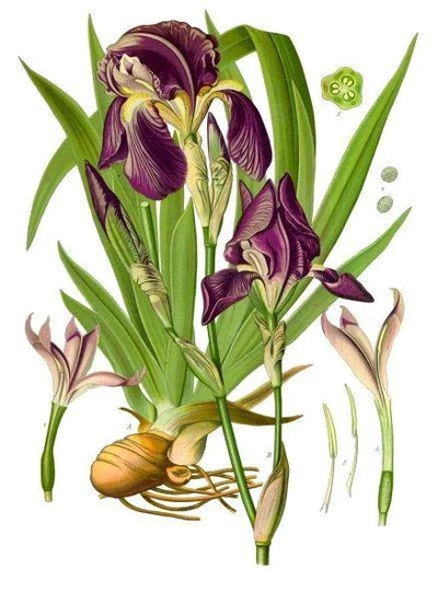 Iris Essential Oil Natural, Organic