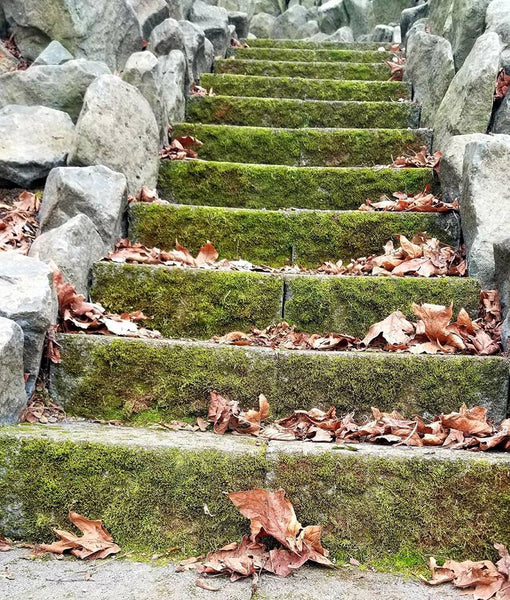 Side Walk Moss Vibrational Essence