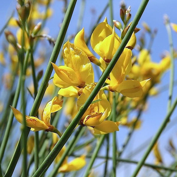 Spanish Broom (Genet) Absolute Oil ~ Spartium junceum L.