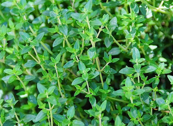 Thyme Red Essential Oil ~ Thymus vulgaris
