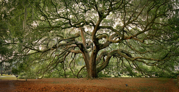 Oak Vibrational Essence