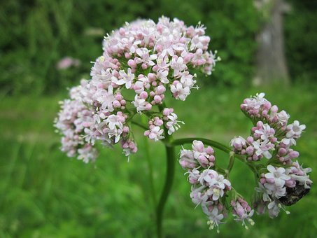 Valerian Flower Essence