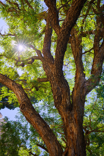 Rosewood - Aniba rosaeodora (Sustainably Harvested)
