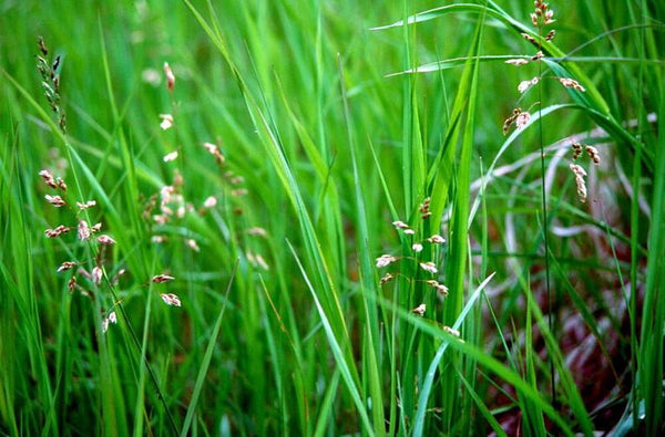 Sweetgrass Absolute ~ Hierochloe odorata (Organic) – Divine Archetypes