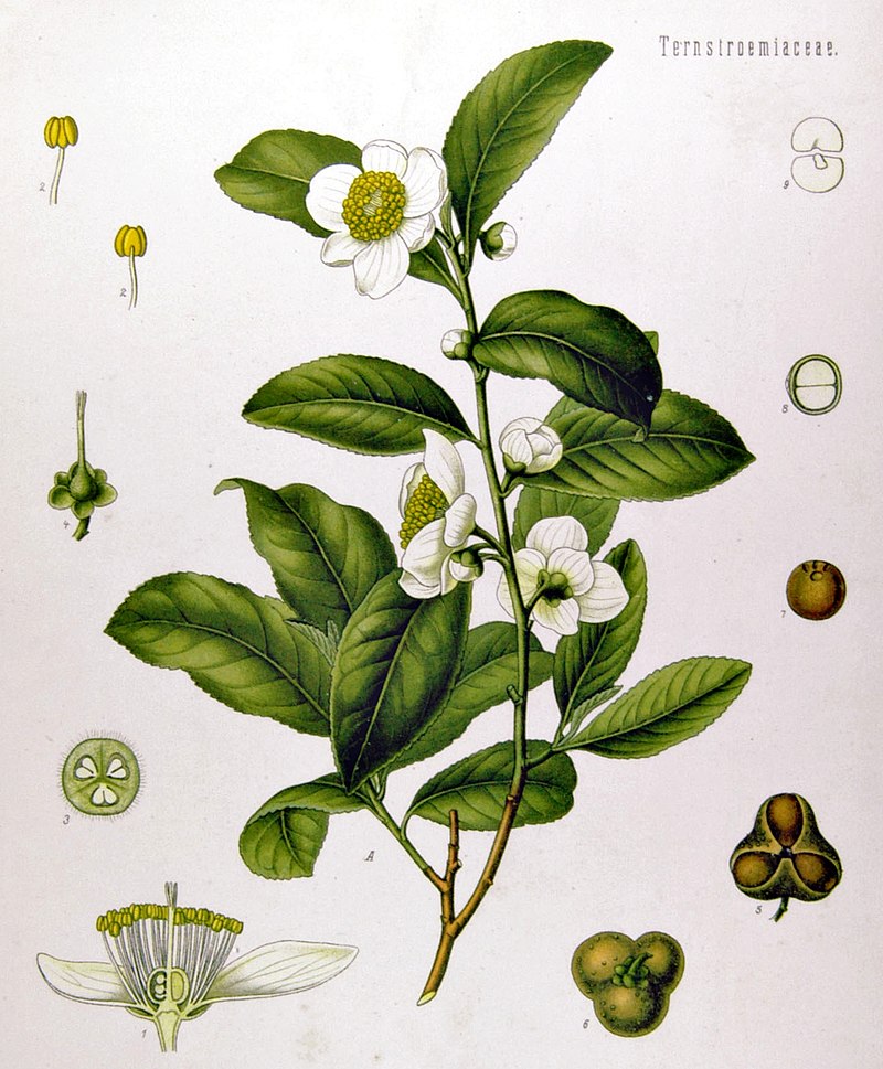 Green Tea Absolute ~ Camelia sinensis