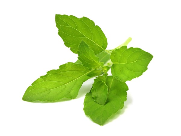 Featured Oil from Essential Oils in Spiritual Practice ~ Tulsi