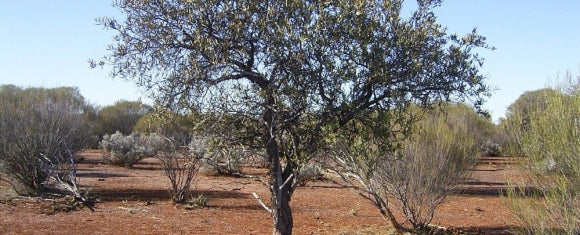 Australian Sandalwood ~ Santalum spicatum