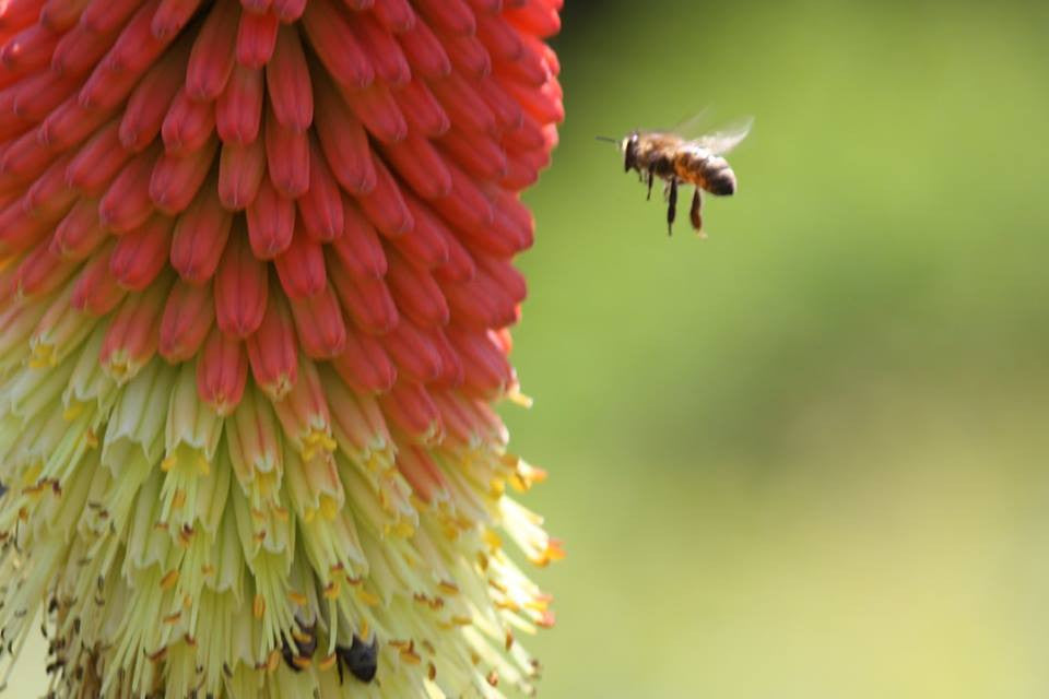 Ahhhhh Bees & Red Hot Pokers! Oh, my it's a sweeter combination than you might think