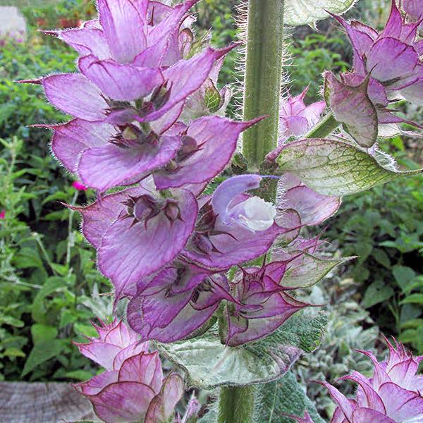 Essential Oil of Clary Sage ~ Salvia sclarea