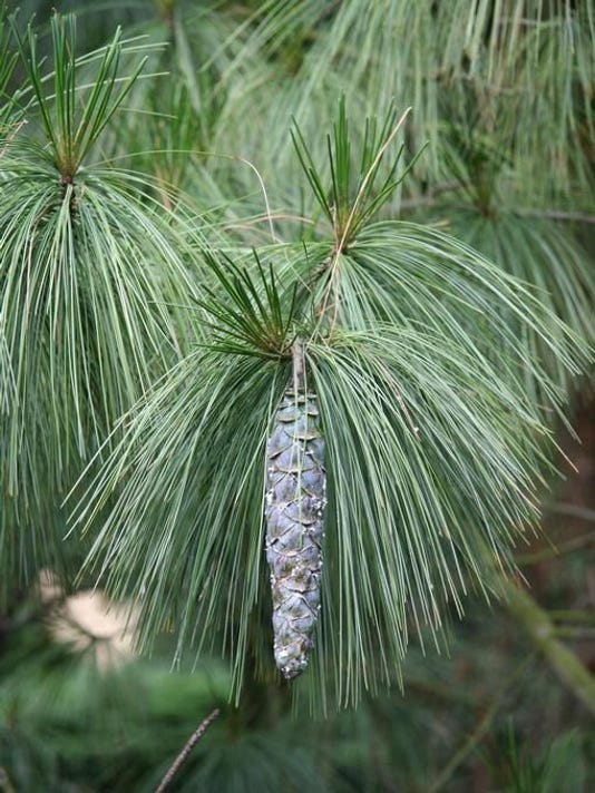 White Pine Essential Oil ~ Pinus Strobus